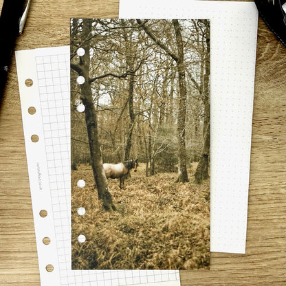 Autumn Woodland Ponies Dashboard - Choose Your Ring or Disc Planner Size