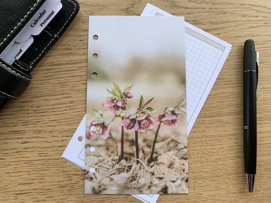 Hellebores Dashboard